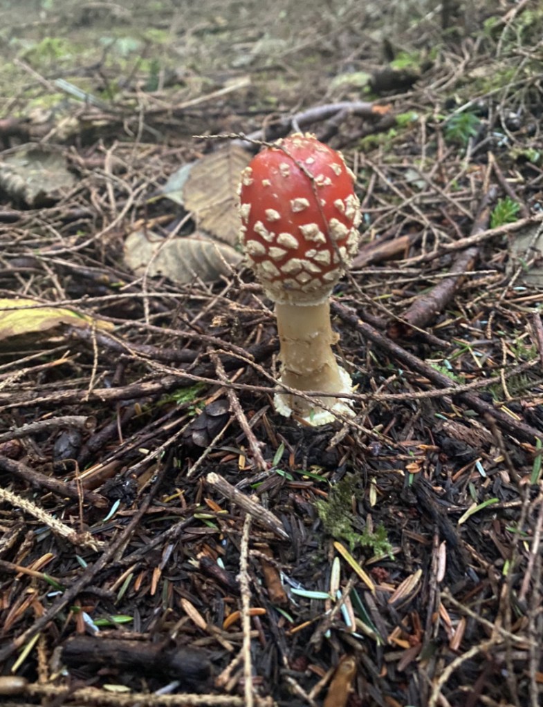 Mushrooms in Oregon