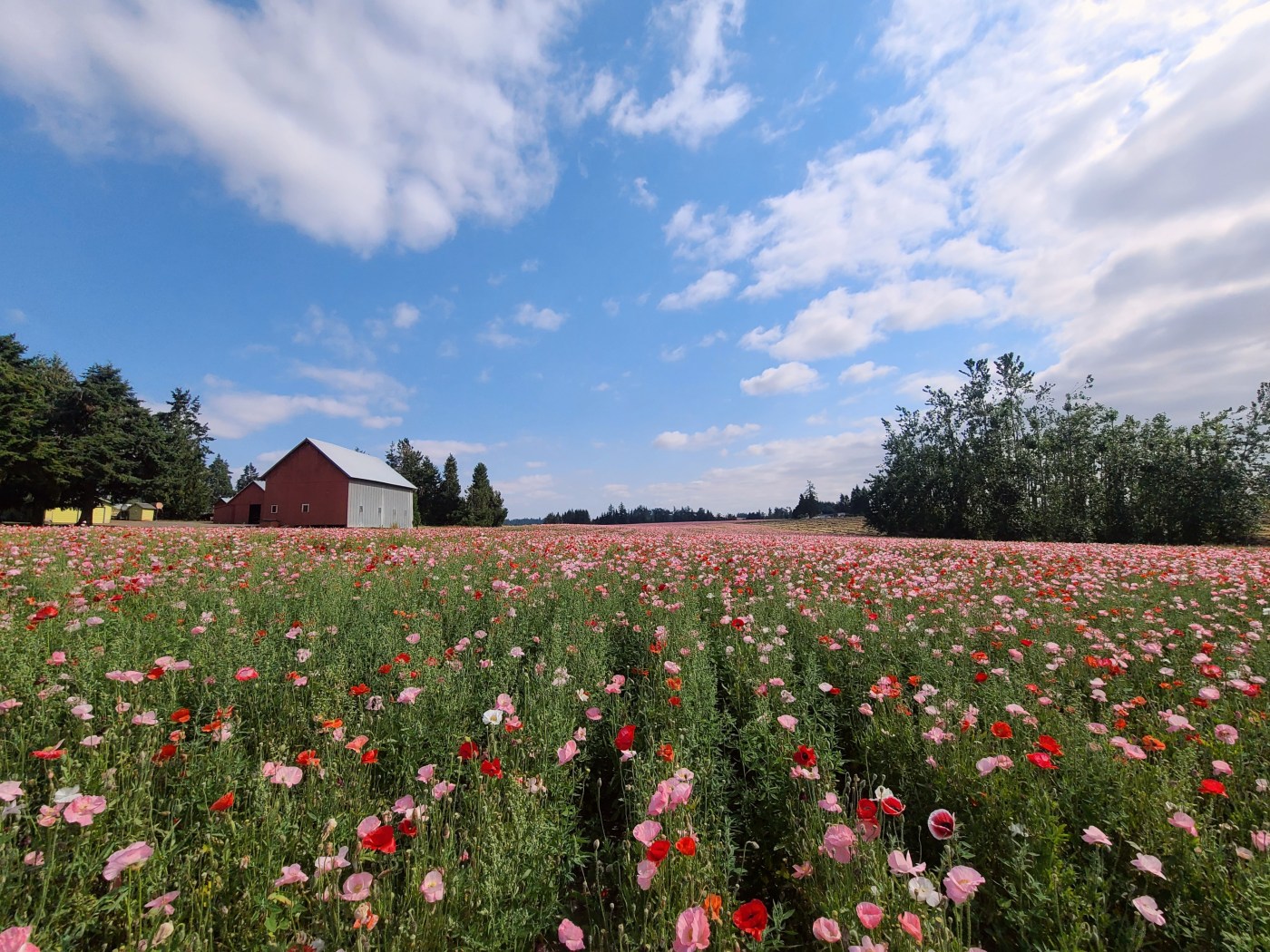 Tulip Field