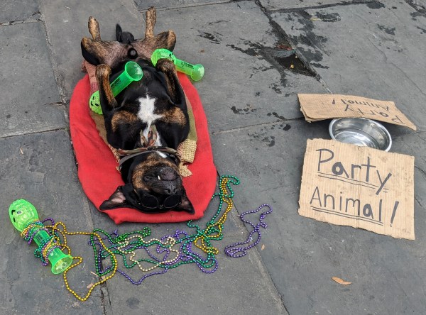 Drunkin' Mardi Gras dog in New Orleans, Louisiana